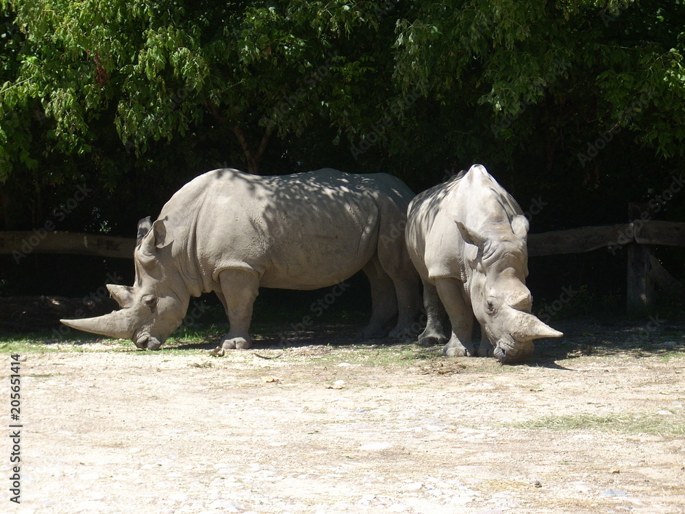 Obraz premium rinoceronti