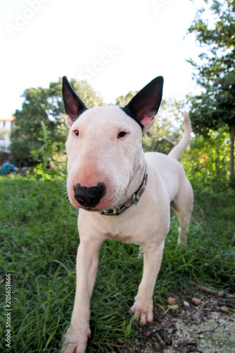 English Bull Terrier white dog in garden outdoor, a beautiful natural environment. White bull terrier dog is walking and looking to the camera on nature. Beautiful doggy, pet concept, domestic animal.