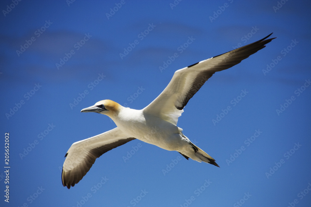 Gannet in flight against a blue sky Gannet in flight against a blue sky