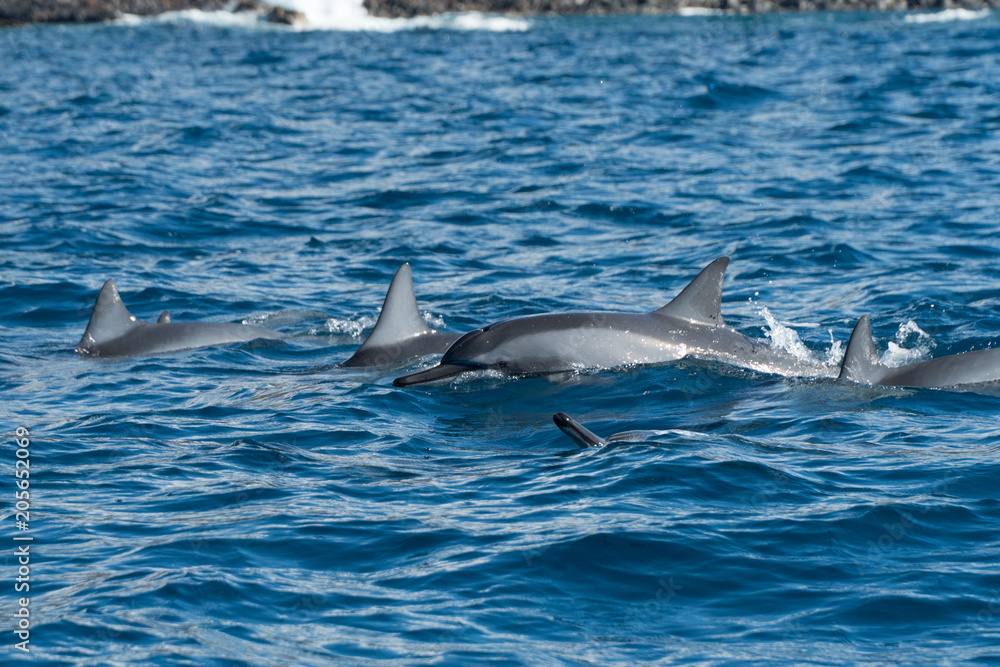 Fototapeta premium School of Dolphins off of Lanai