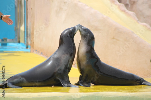 foca