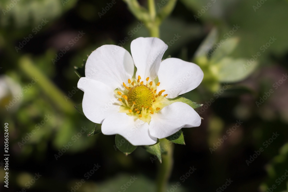 Strawberry flower on bokeh Strawberry flower on bokeh