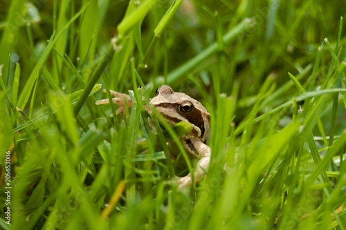 brown frog hiding green grass