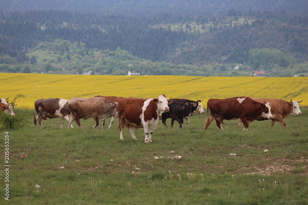 Cows wander in mountain meadows