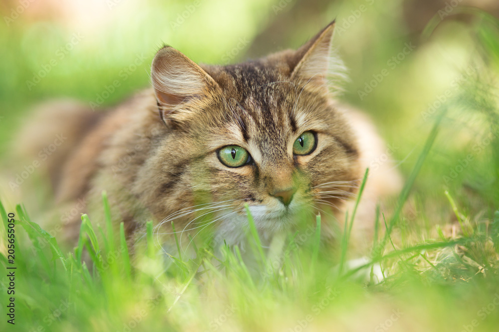 summer portrait of a beautiful cat lying on the grass, the pet is resting on the nature in sun