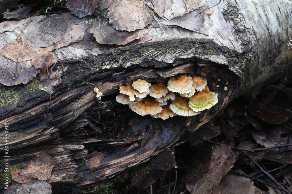 Bracket fungus, Trametes ochracea Bracket fungus, Trametes ochracea