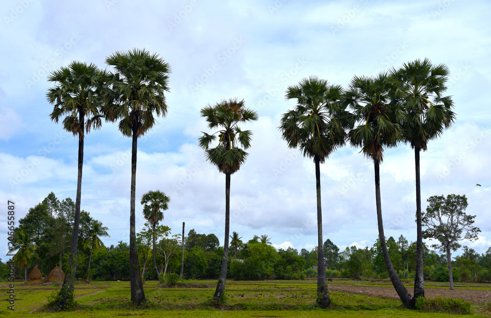 sugar palm landscape is beautiful