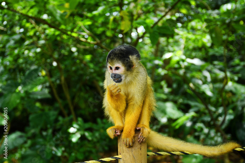One squirrel monkey on top of a tree looking to the side.