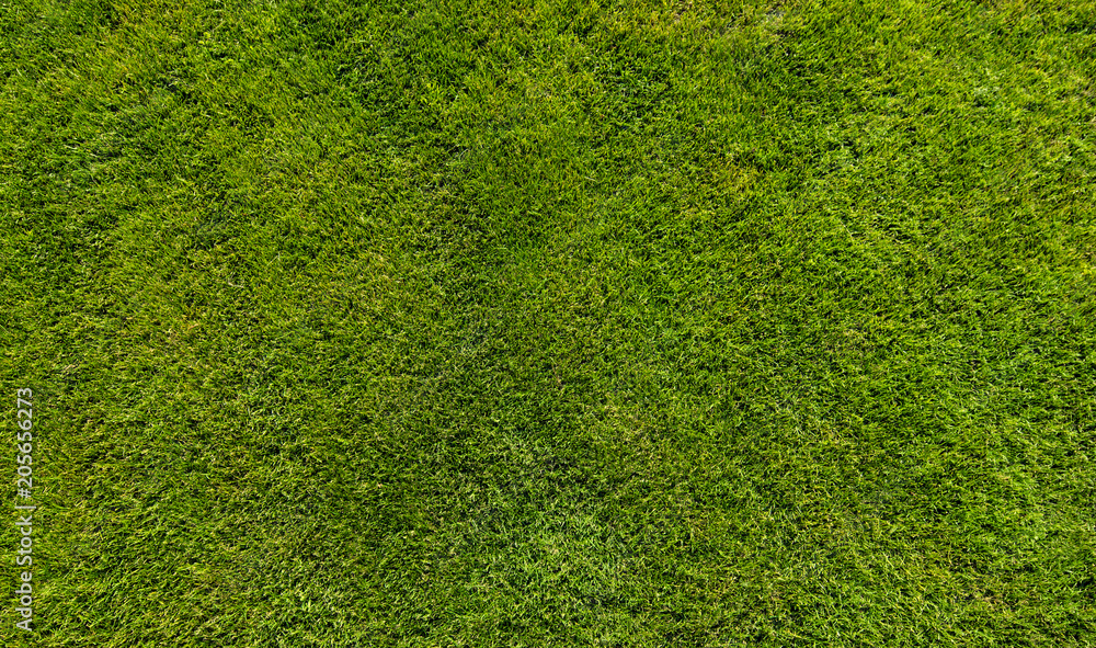 Fototapeta premium Green grass background texture top view