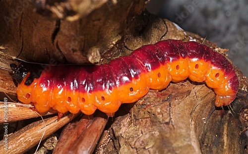 rodilegno rosso, cossus cossus larva, diventerà una farfalla notturna photo