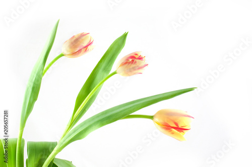 Fresh yellow with red tulips isolated on white background