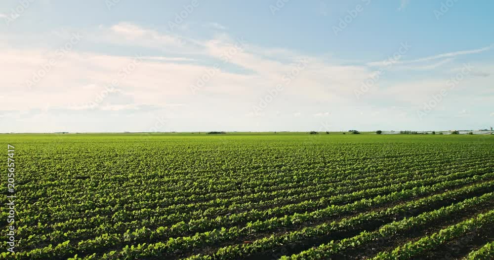 Green ripening soybean field, agricultural landscape Green ripening soybean field, agricultural landscape