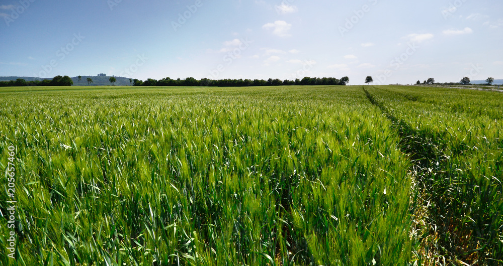 Weizenfeld Weizenfeld