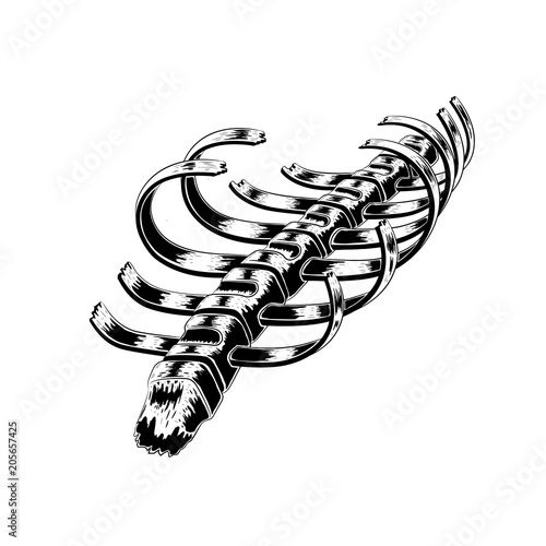 Human rib cage broken. Vector hand drawn illustration vector of the skeleton in a grafiti style. Anatomical sketch background. tattoo design.