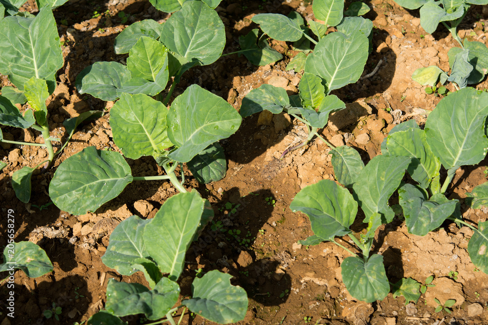 Planting young seedlings of vegetables salad in the vegetable garden Planting young seedlings of vegetables salad in the vegetable garden