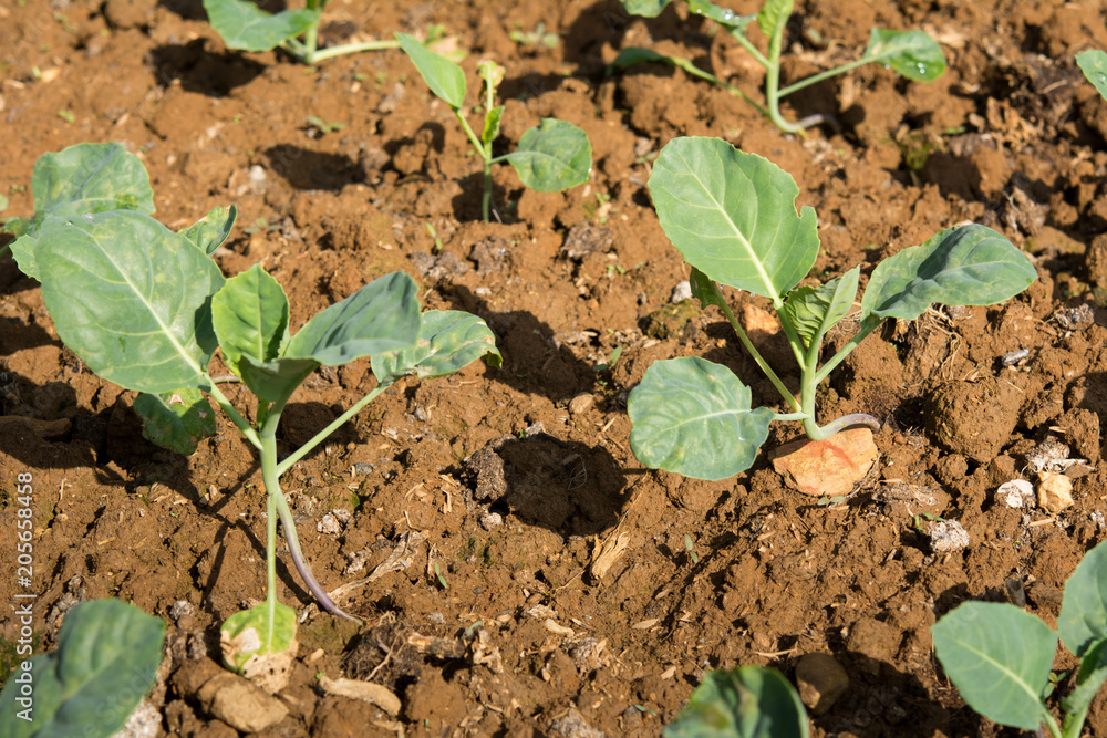 Planting young seedlings of vegetables salad in the vegetable garden Planting young seedlings of vegetables salad in the vegetable garden