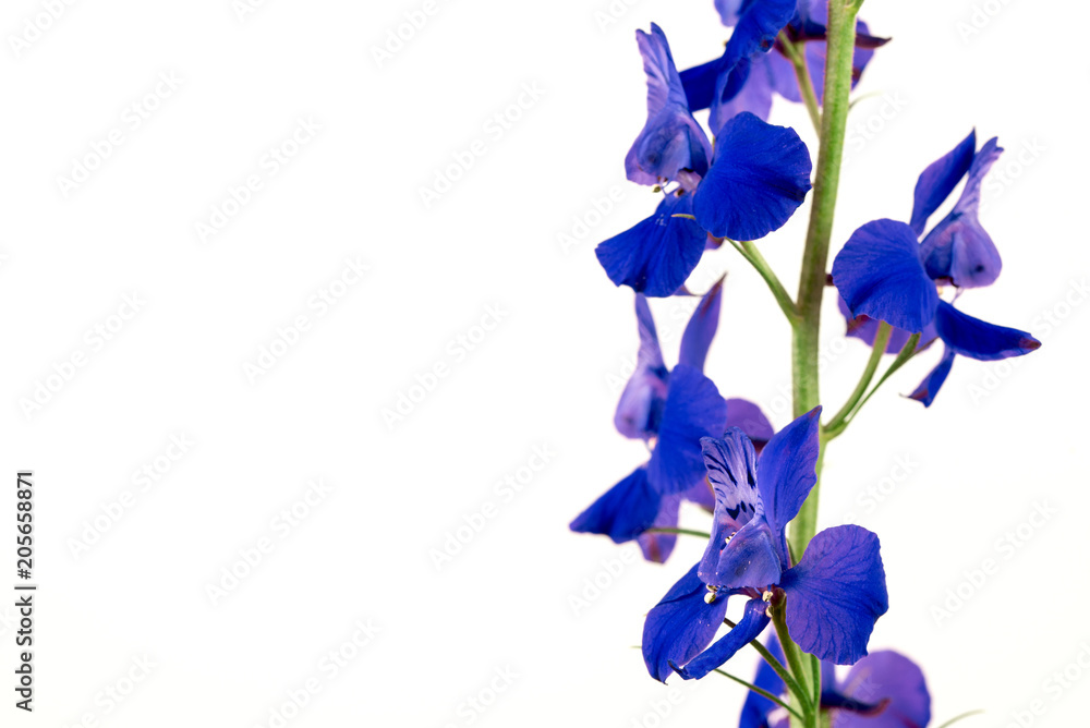 Blue Flowers Isolated on White Background