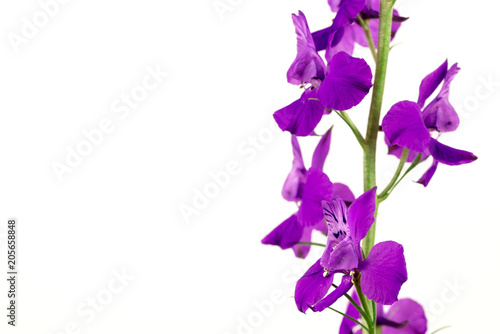 Fototapeta Naklejka Na Ścianę i Meble -  Purple Flowers Isolated on White Background