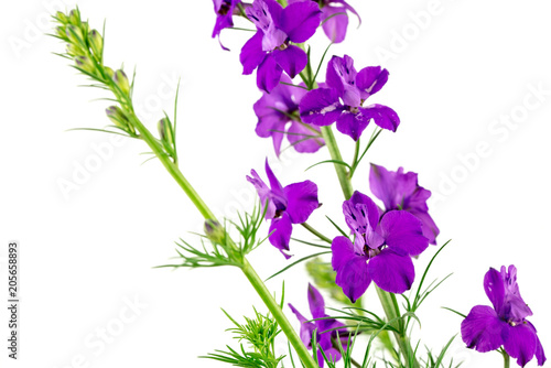 Purple Flowers Isolated on White Background