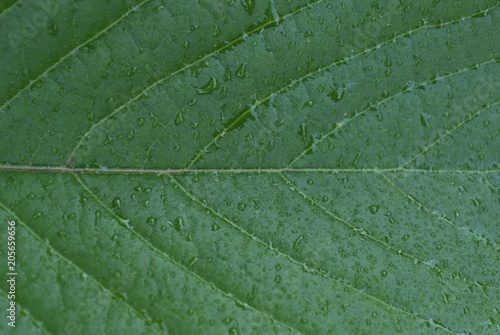 Macro photo of natural green leaf pattern
