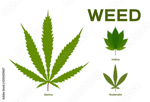 Cannabis (Marijuana) Leaf / weed vector