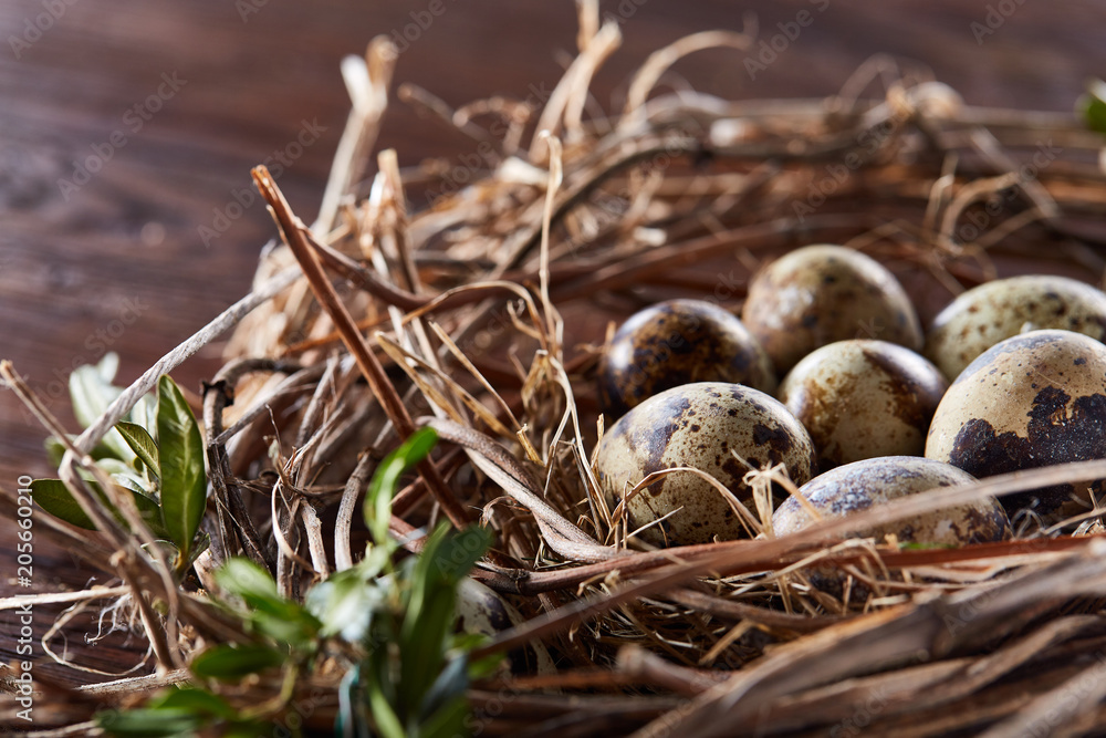 Willow nest with quail eggs on the dark wooden background, top view, close-up, selective focus