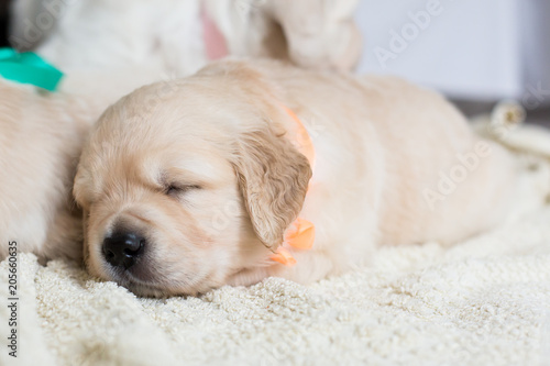 Portrait of cute sleeping golden retriever puppy with orange ribbon on the blanket. Lovely one month old baby boy breed golden retriever