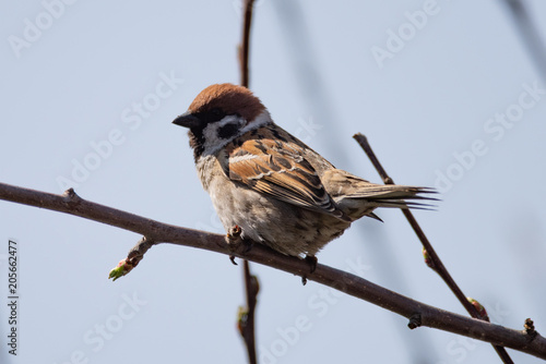 field sparrow photo