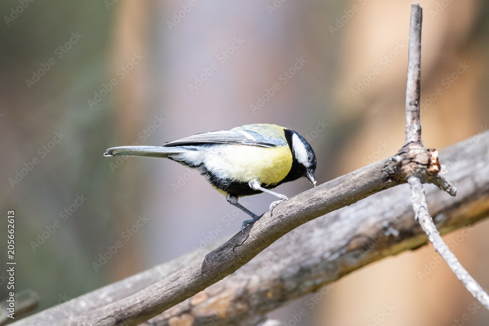 Fototapeta premium Blue tit on a branch. Close-up.