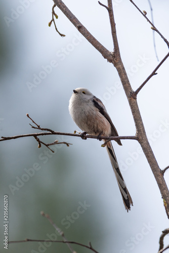 Long tailed tit bird © faustasyan