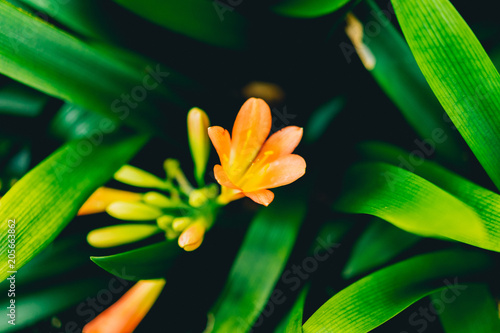 Orange flower around green leafy leaves