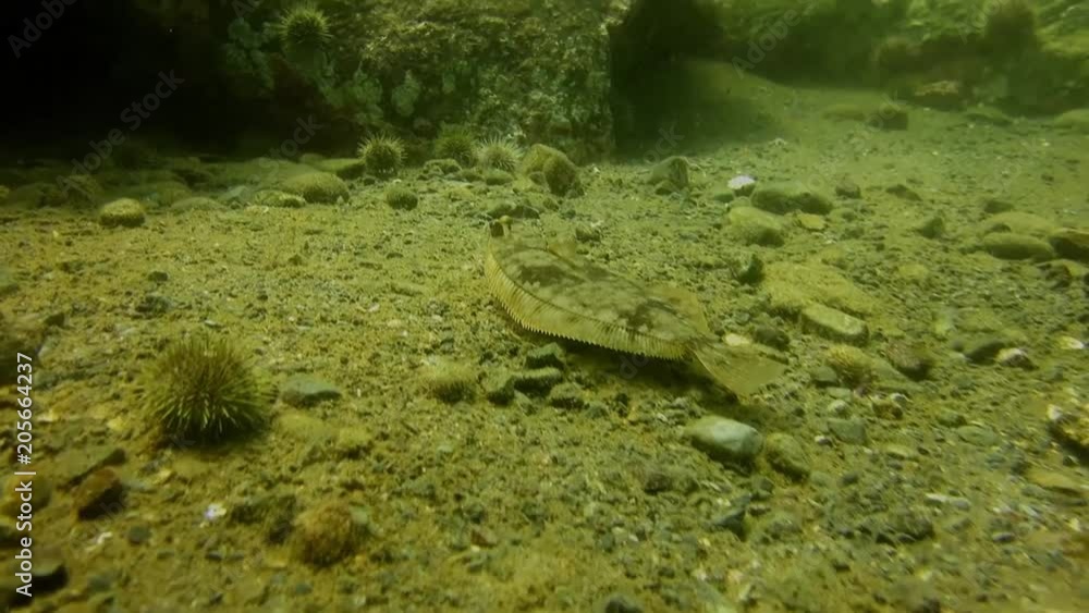 Flounder fish on ocean floor Flounder fish on ocean floor