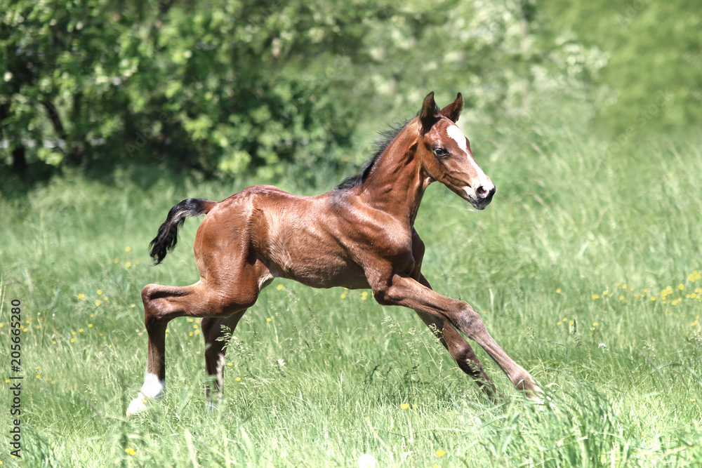 Fototapeta premium Fohlen