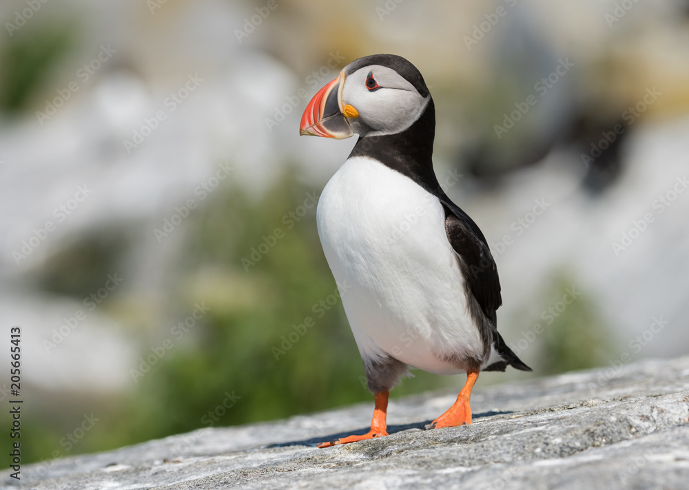 Naklejka premium Atlantic Puffin