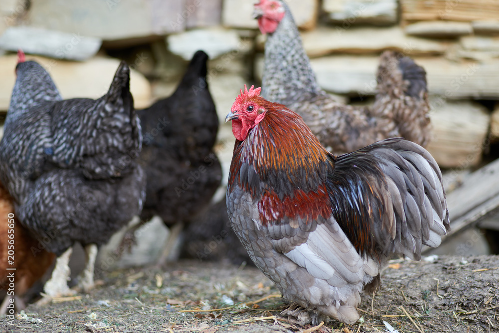 Fototapeta premium Free range chickens in field