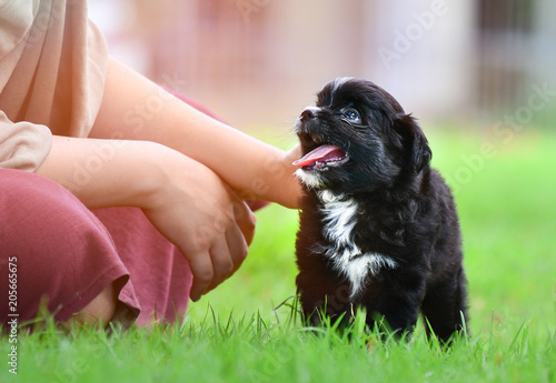 A black and white small puppy walking in a green garden with owner in daytime lighting. Portrait of black dog on a grass. Puppy looking at the owner. Sun ray lighting