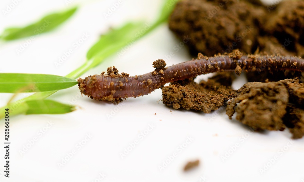 studio shot of an earthworm studio shot of an earthworm