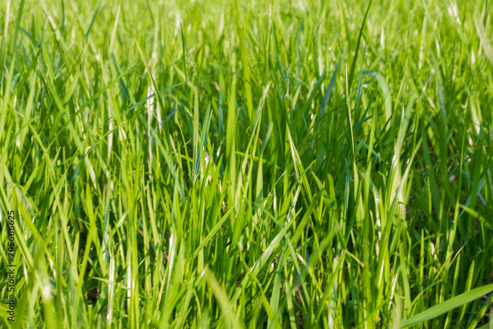 fresh spring grass, natural green background