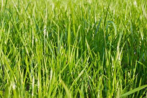 fresh spring grass, natural green background