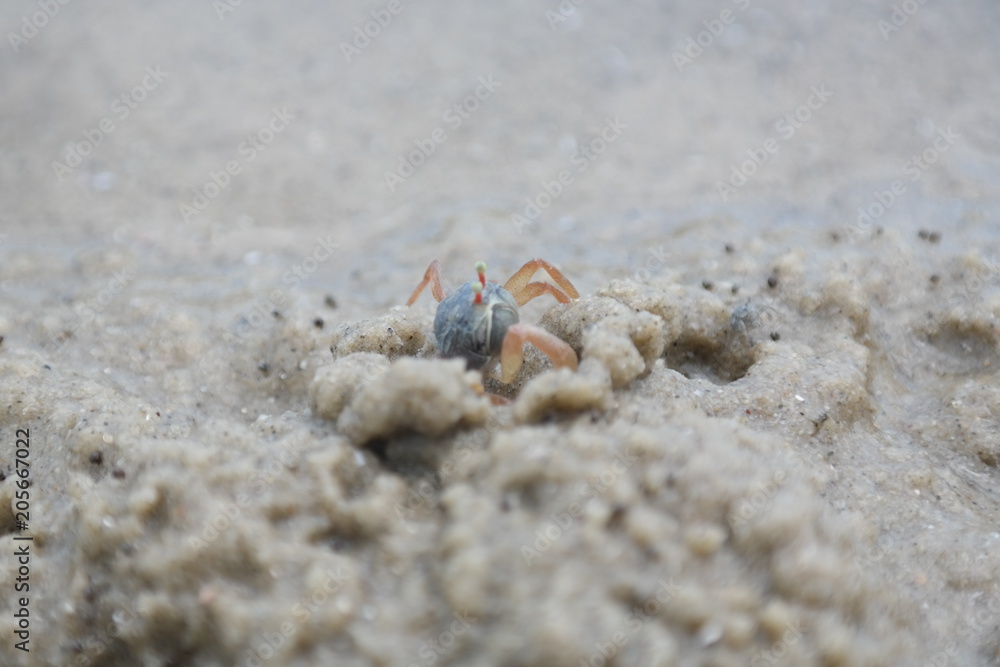 Baby Crab