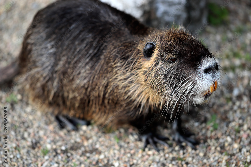 Myocastor coypu nutria near the rivershore Myocastor coypu nutria near the rivershore