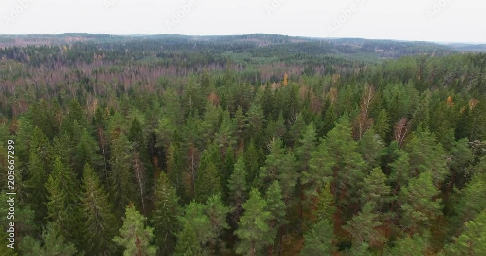 wide aerial shot of finnish forrest at the colorful autumn season. camera moves backwards close to the top of the trees. wide aerial shot of finnish forrest at the colorful autumn season. camera moves backwards close to the top of the trees.