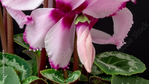4k moving and rotating macro time lapse video of a cyclamen ornamental flower growing, blooming and blossoming on a dark background