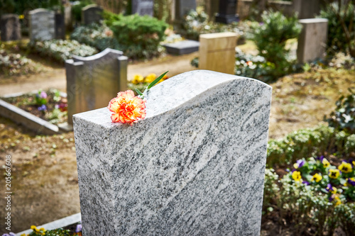 Fotografija Grief at cemetery / Red carnation on gravestone / Tombstone