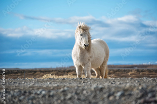 Icelandic horses. Is a local animal of Iceland.