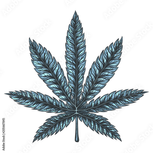 Cannabis leaf vector illustration.
