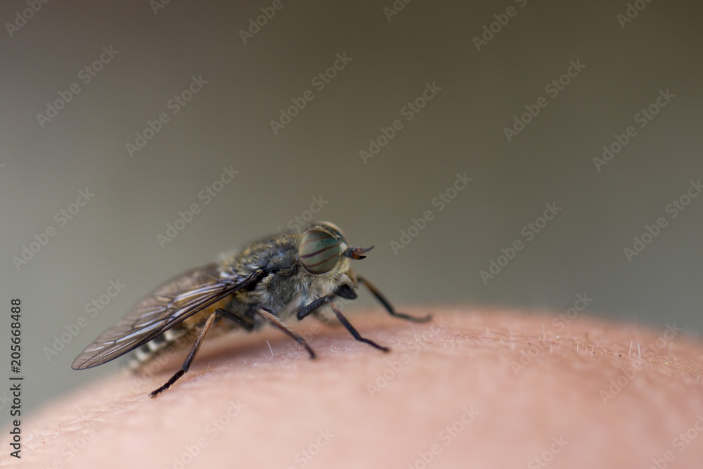 Goji sits on a human's skin. Macro photography Goji sits on a human's skin. Macro photography