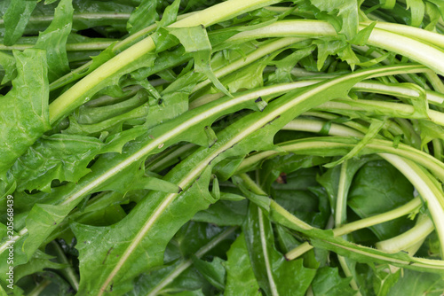 Close view of organic dandelion greens.