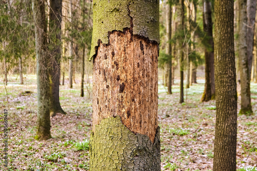 Trunk of spruce with exfoliating bark. Diseased tree damaged by bark beetle Trunk of spruce with exfoliating bark. Diseased tree damaged by bark beetle