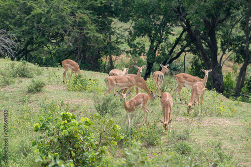 Impalas im südarfrikanischem Busch